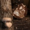 shiitake2