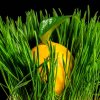 composition with lemon in green grass on a black b 2025 03 09 22 12 47 utc