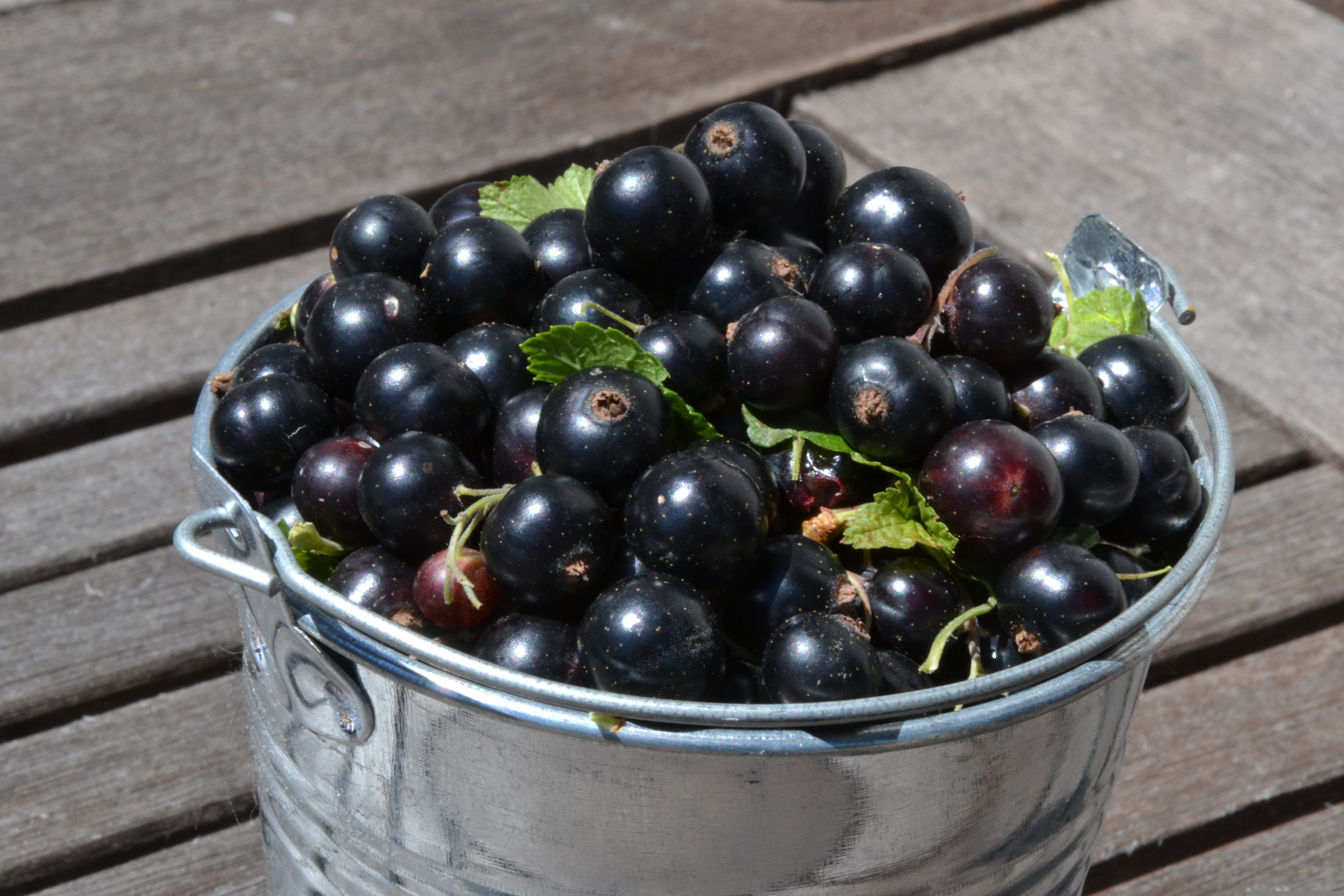 black-currants-3511577