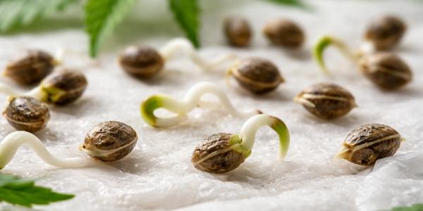 Jak správně naklíčit konopí: Ověřený postup pro vysokou úspěšnost