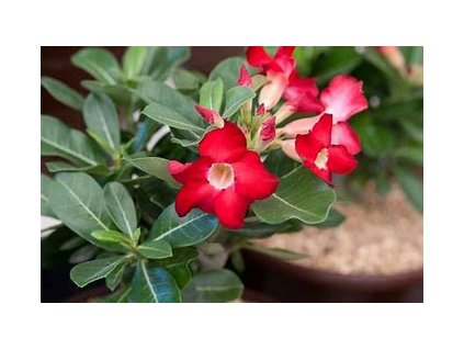 53764 adenium obesum strawberry