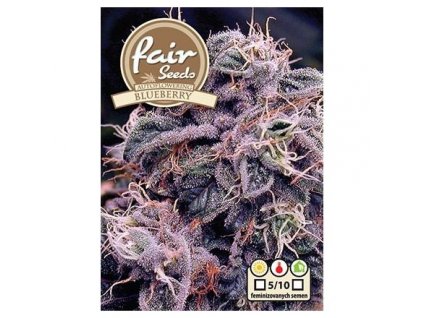 Fair Seeds Auto Blueberry, feminizovaná semena konopí, samonakvétací (Balení 1 ks)