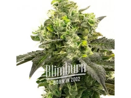 53794 1 blimburn seeds auto gorilla glue feminizovana semena konopi samonakvetaci