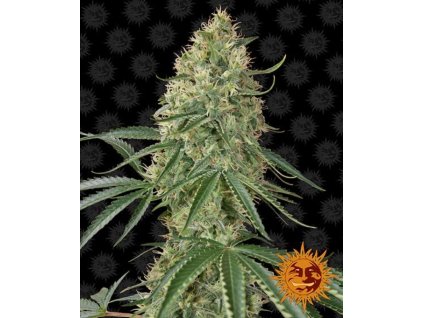 348 barneys farm sin tra bajo auto