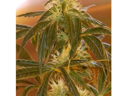 53818 barney s farm top dawg feminizovana semena konopi