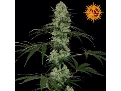 366 barneys farm tangelo rapido auto feminized autoflowering