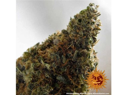 53827 barney s farm violator kush feminizovana semena konopi