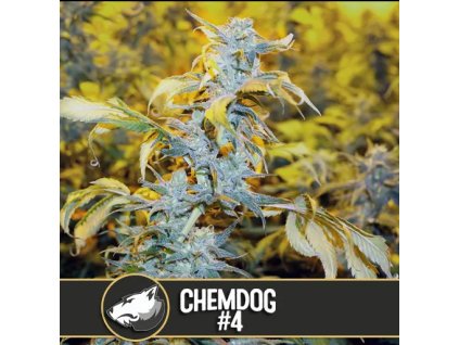 Blimburn Seeds Chemdog#4 feminizovaná (Balení 9 ks)
