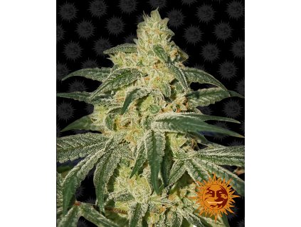 Barney´s Farm Afghan Hash Plant, regulérní semena konopí