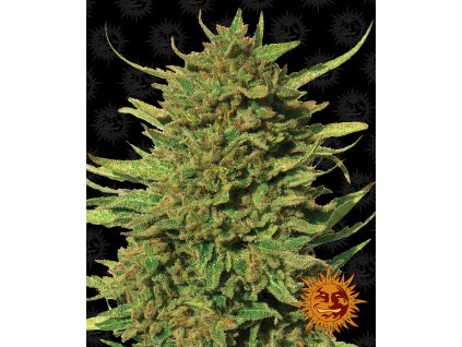 53845 11 barney s farm critical kush regulerni semena konopi
