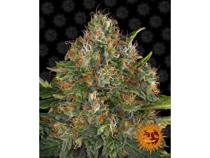 53848 7 barney s farm g13 haze regulerni semena konopi