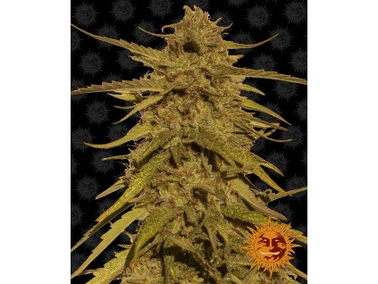 Barney´s Farm Pineapple Haze, regulérní semena konopí
