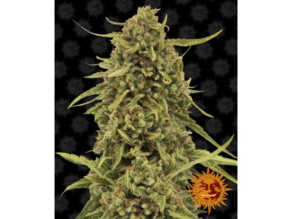 Barney´s Farm Widow Remedy, regulérní semena konopí