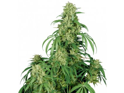 53866 2 buddha seeds calamity jane auto feminizovana semena konopi samonakvetaci