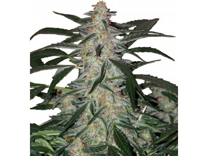 Buddha Seeds Deimos feminizovaná autoflowering (Balení 5 ks)