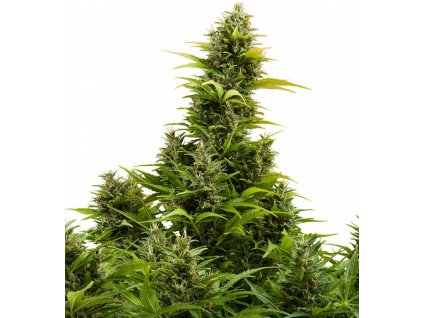 Buddha Seeds Medikit Autoflowering feminizovaná autoflowering (Balení 5 ks)