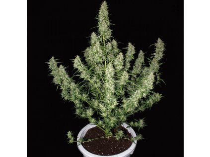 Buddha Seeds Magnum feminizovaná autoflowering (Balení 5 ks)