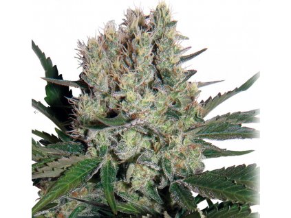 Buddha Seeds Syrup feminizovaná autoflowering (Balení 5 ks)