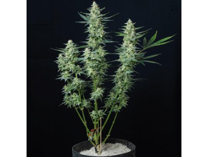 Buddha Seeds Vesta Auto feminizovaná autoflowering (Balení 5 ks)