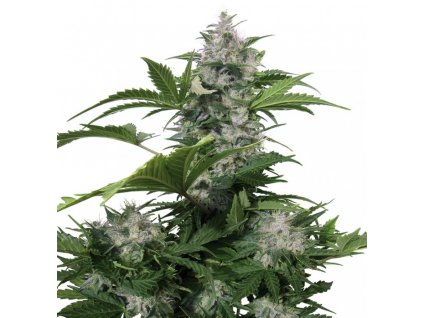 Buddha Seeds White Dwarf feminizovaná autoflowering (Balení 5 ks)