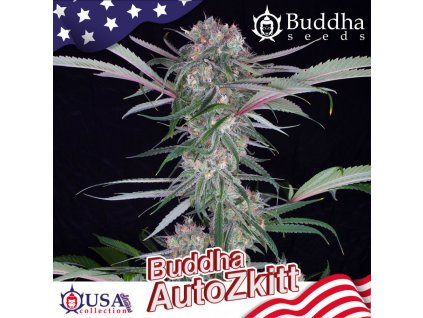 Buddha Seeds Auto Zkitt autoflowering feminized (Balení 3ks)