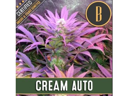 Blimburn Seeds Cream Auto feminizovaná autoflowering (Balení 9 ks)