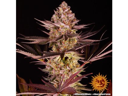 Barney´s Farm Biscotti Mintz feminized (Balení 5 ks)