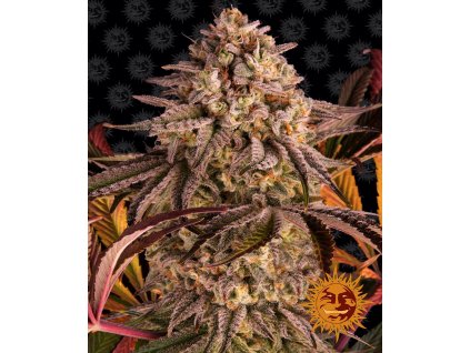 Barney´s Farm Blue Sunset Sherbert feminized (Balení 5 ks)