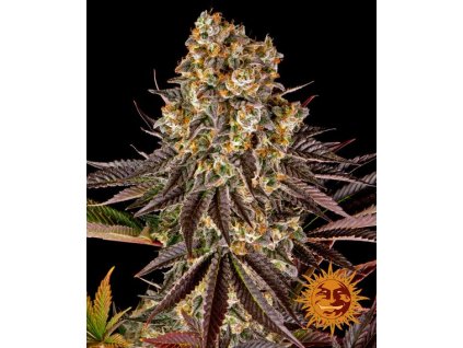 Barney´s Farm Gelato 45 feminized (Balení 5 ks)