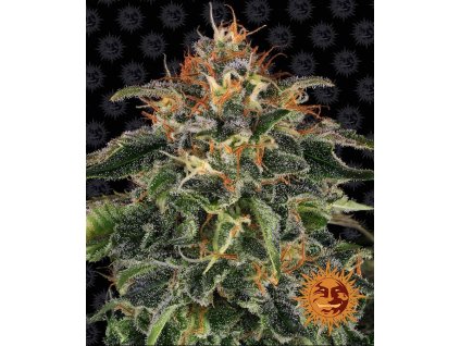 Barney´s Farm Moby Dick feminized (Balení 5 ks)