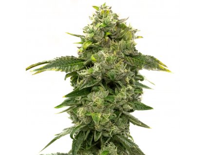 Blimburn Seeds Alien OG by Steve DeAngelo´s feminized (Balení 8 ks)