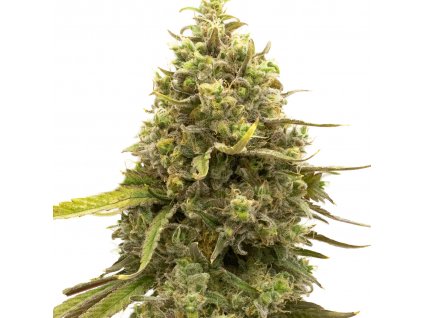 Blimburn Seeds Cherry AK by Kyle Kushman´s feminized (Balení 8 ks)