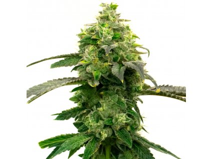 Blimburn Seeds Hellfire OG by Steve DeAngelo´s feminized (Balení 8 ks)