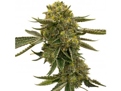 Blimburn Seeds Lemon OG by Nikki Swami´s feminized (Balení 8 ks)