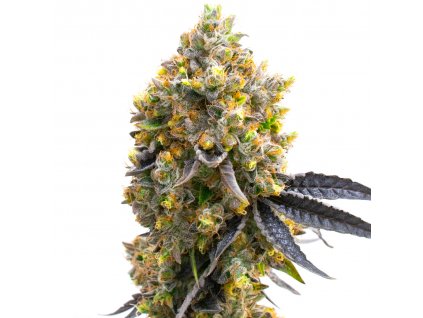 Blimburn Seeds Sweet Island by Kyle Kushman´s feminized (Balení 8 ks)