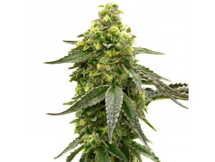 Blimburn Seeds Taangie by Nikki Swami´s feminized (Balení 8 ks)