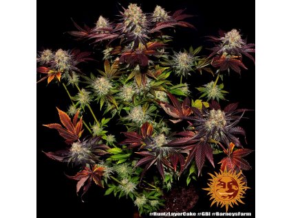Barney´s Farm Runtz x Layer cake feminized (Balení 5 ks)