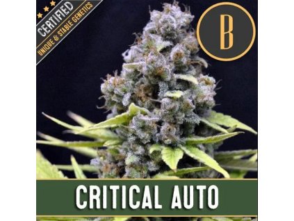 Blimburn Seeds Critical Auto feminizovaná autoflowering (Balení 9 ks)