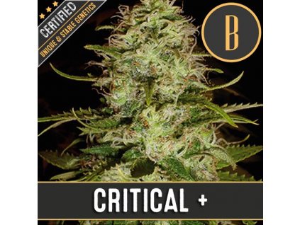 54115 blimburn seeds cr feminizovana semena konopi