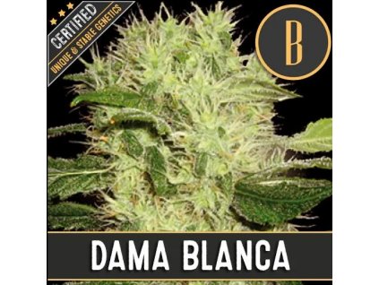 54157 2 blimburn seeds dama blanca feminizovana semena konopi