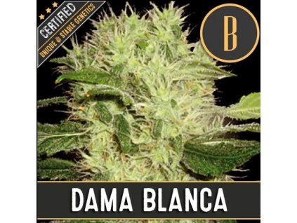 Blimburn Seeds Dama Blanca feminizovaná (Balení 9 ks)