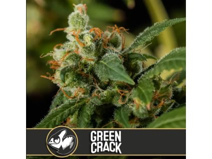 Blimburn Seeds Green Crack feminizovaná (Balení 9 ks)