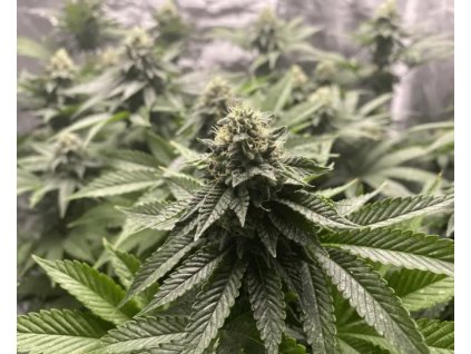 54193 4 blimburn seeds auto girl scout cookies feminizovana semena konopi samonakvetaci