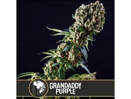 Blimburn Seeds Grandaddy Purple feminizovaná (Balení 9 ks)