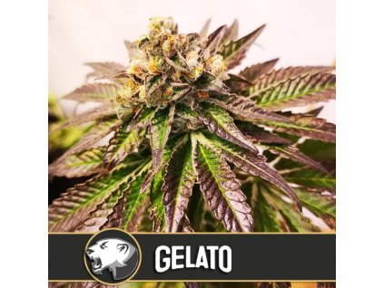 54199 4 blimburn seeds gelato feminizovana semena konopi