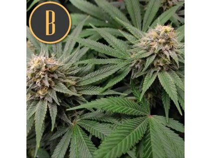 Blimburn Seeds Gorilla G4 feminizovaná (Balení 9 ks)