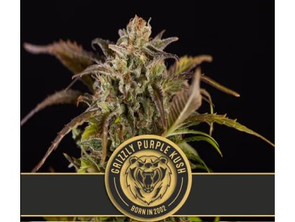 54205 4 blimburn seeds grizzly purple kush feminizovana semena konopi