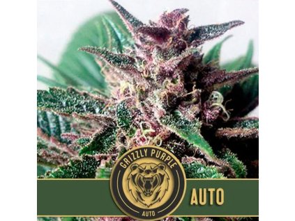 Blimburn Seeds Grizzly Purple Auto feminizovaná autoflowering (Balení 9 ks)