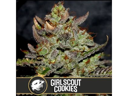 Blimburn Seeds Girlscoutcookies feminizovaná (Balení 9 ks)