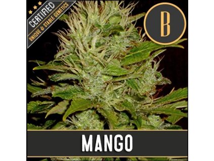 Blimburn Seeds Mango feminizovaná (Balení 9 ks)